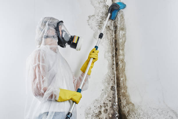 Best Office Mold Removal Services  in Fletcher, OK