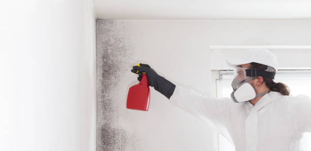 Professional Mold Removal in Fletcher, OK