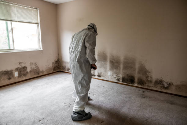 Best Mold Removal Company Near Me  in Fletcher, OK